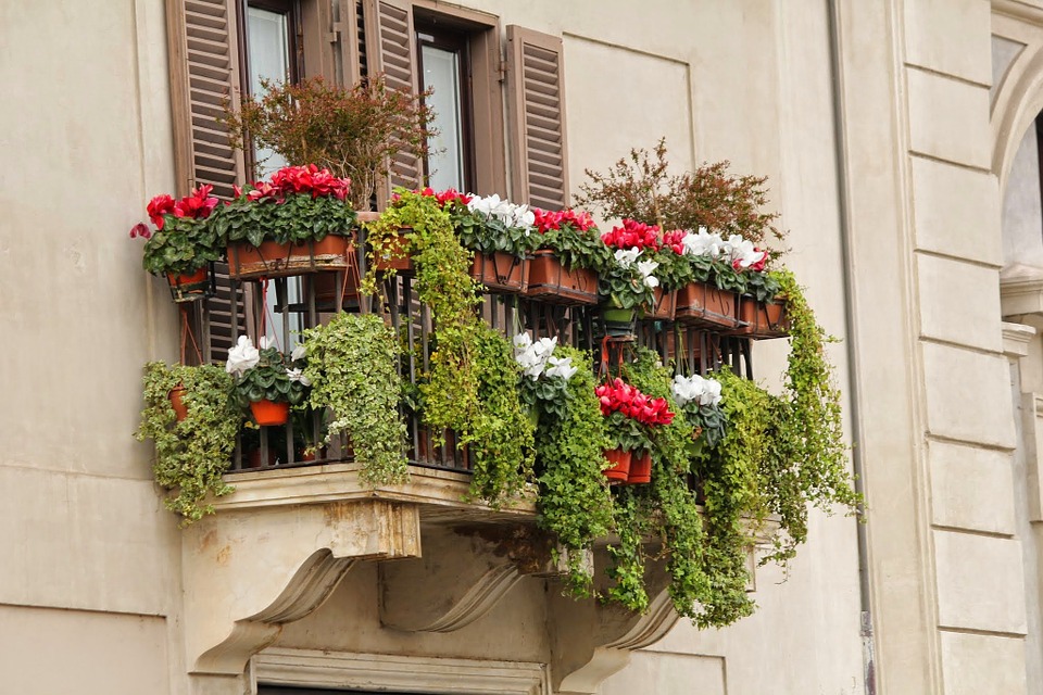 Agosto in fiore: il Comune di Termoli indice un concorso per abbellire il centro storico cittadino