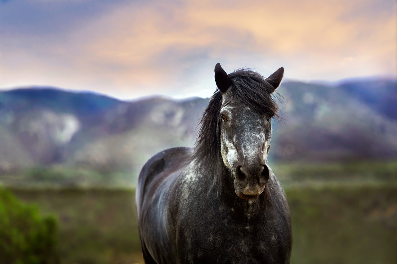 4 caratteristiche del miglior recinto per cavalli