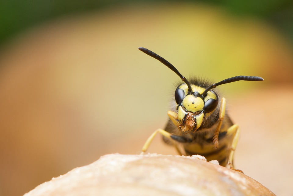 Imprenditore di Santa Croce di Magliano rischia di morire per una puntura di vespa: salvato dal farmacista