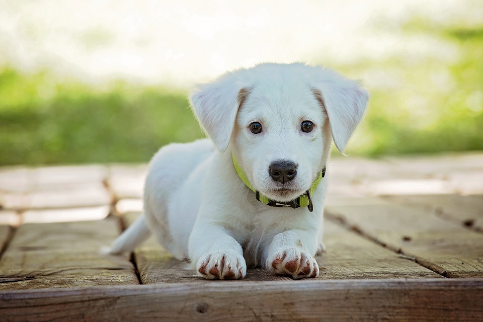 Mangimi per cani senza cereali: tutto quello che c’è da sapere