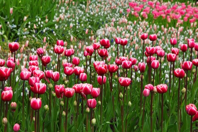 Impara a coltivare il tuo giardino con attenzione e fantasia