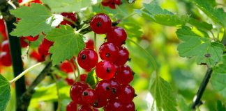 A proposito di integratori antiossidanti e antiradicali liberi