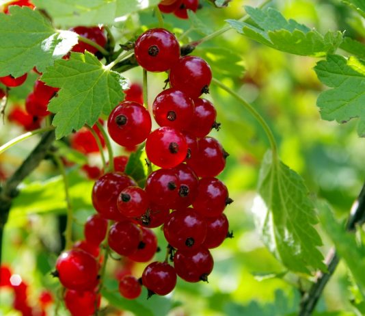 A proposito di integratori antiossidanti e antiradicali liberi