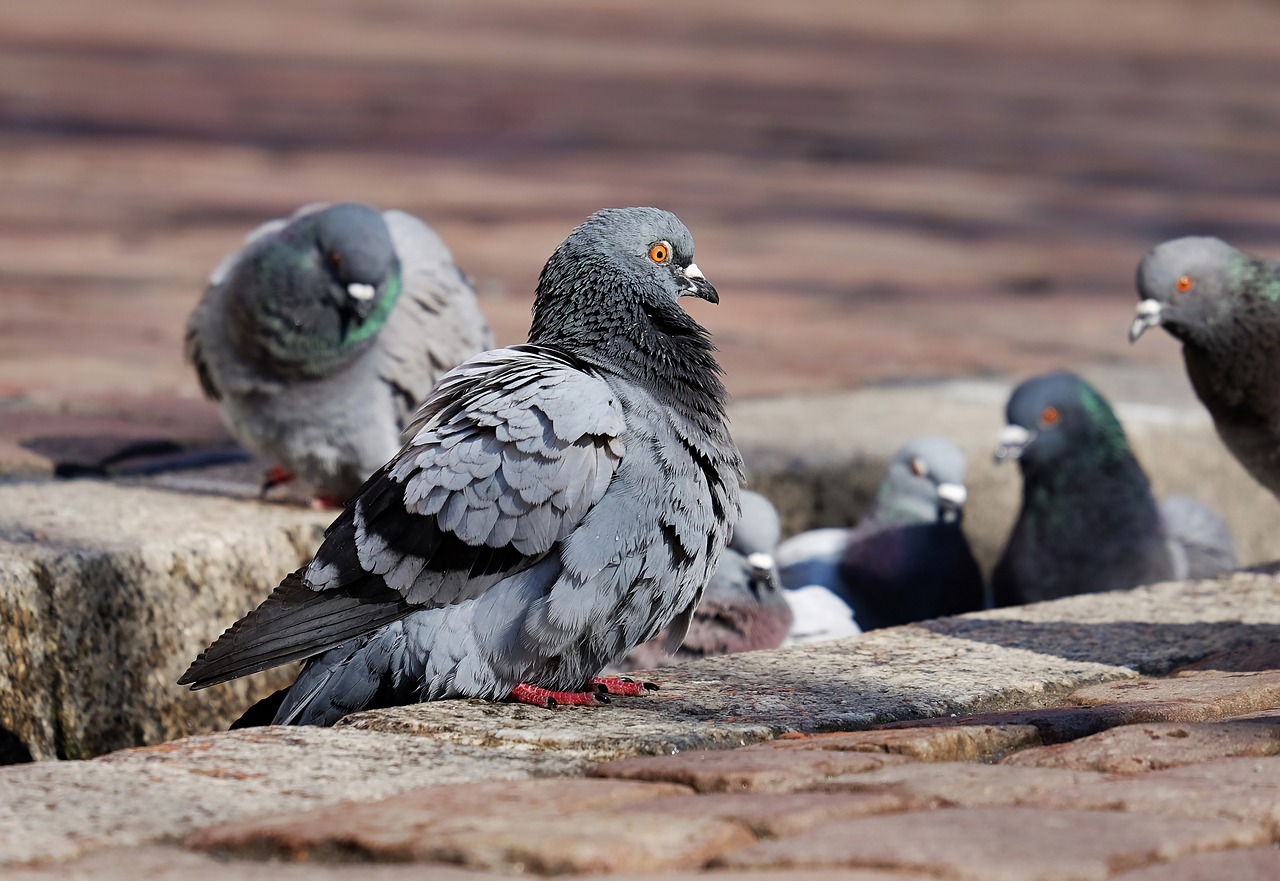 Bonifica e disinfestazione dai piccioni: a chi rivolgersi