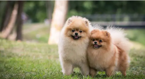 Volpino nano: tutto quello che c’è da sapere su questo bizzarro cagnolino